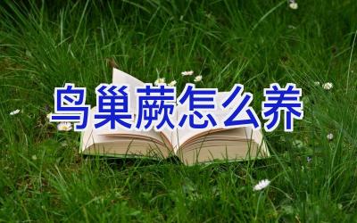 鸟巢蕨怎么养插图