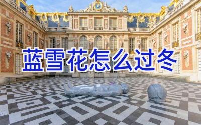 蓝雪花怎么过冬插图