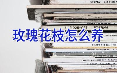 玫瑰花枝怎么养插图 玫瑰花枝怎么养插图