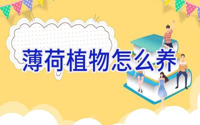 薄荷植物怎么养插图