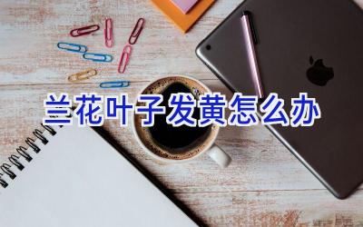 兰花叶子发黄怎么办插图 兰花叶子发黄怎么办插图