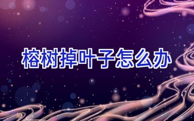 榕树掉叶子怎么办插图 榕树掉叶子怎么办插图