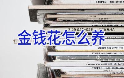 金钱花怎么养插图 金钱花怎么养插图