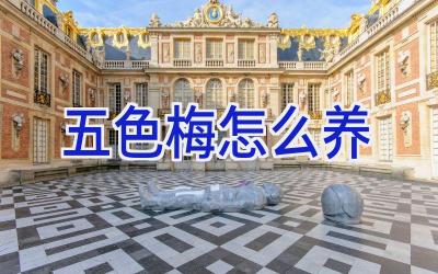 五色梅怎么养插图 五色梅怎么养插图