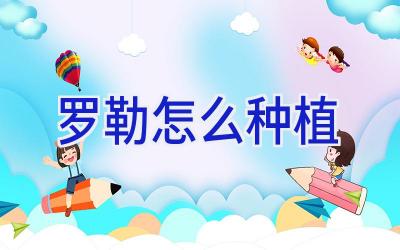 罗勒怎么种植插图