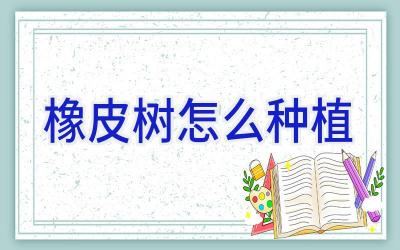 橡皮树怎么种植插图 橡皮树怎么种植插图