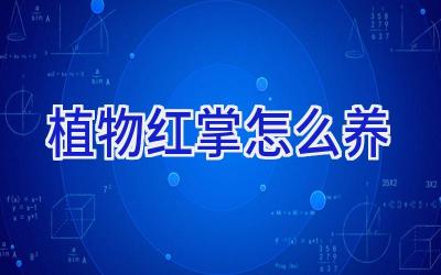 植物红掌怎么养插图