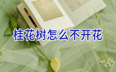 桂花树怎么不开花插图 桂花树怎么不开花插图