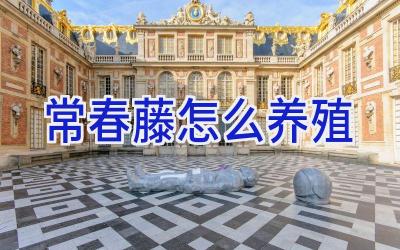 常春藤怎么养殖插图 常春藤怎么养殖插图