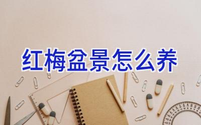 红梅盆景怎么养插图 红梅盆景怎么养插图
