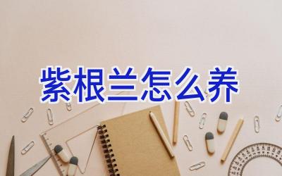 紫根兰怎么养插图 紫根兰怎么养插图