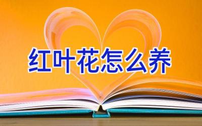 红叶花怎么养插图 红叶花怎么养插图