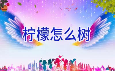 柠檬怎么树插图 柠檬怎么树插图