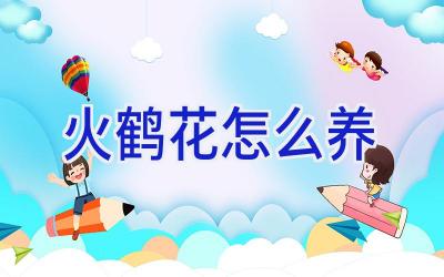 火鹤花怎么养插图