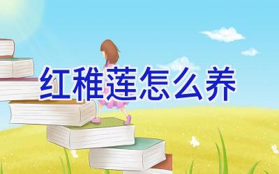 红稚莲怎么养插图