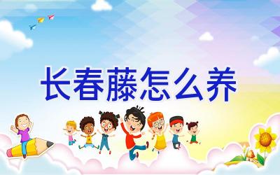 长春藤怎么养插图 长春藤怎么养插图