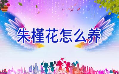 朱槿花怎么养插图