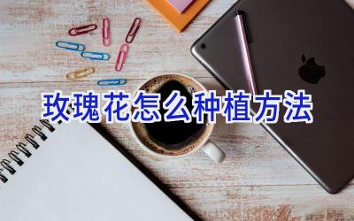 玫瑰花怎么种植方法插图