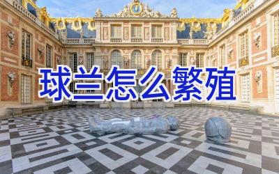 球兰怎么繁殖插图