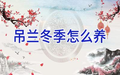 吊兰冬季怎么养插图