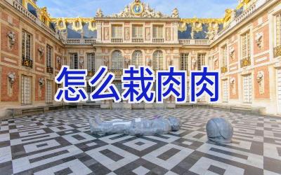 怎么栽肉肉插图 怎么栽肉肉插图