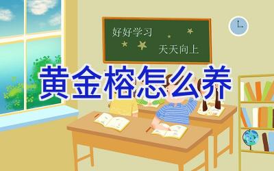 黄金榕怎么养插图 黄金榕怎么养插图