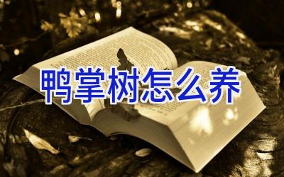 鸭掌树怎么养插图 鸭掌树怎么养插图