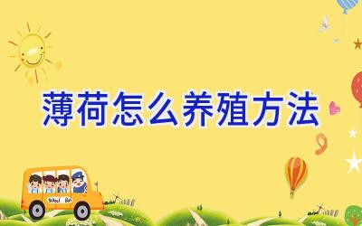 薄荷怎么养殖方法插图