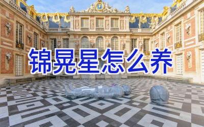 锦晃星怎么养插图 锦晃星怎么养插图