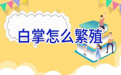 白掌怎么繁殖插图 白掌怎么繁殖插图