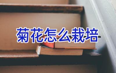 菊花怎么栽培插图 菊花怎么栽培插图