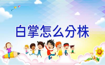 白掌怎么分株插图 白掌怎么分株插图