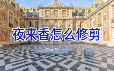 夜来香怎么修剪插图