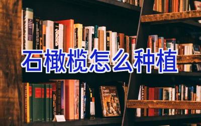 石橄榄怎么种植插图