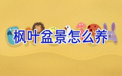 枫叶盆景怎么养插图 枫叶盆景怎么养插图