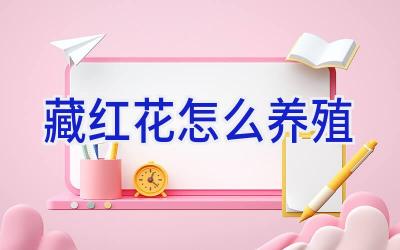 藏红花怎么养殖插图 藏红花怎么养殖插图