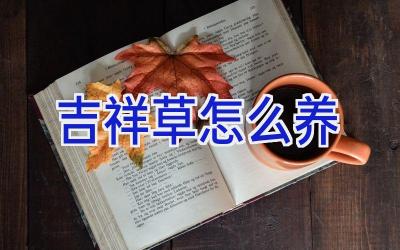 吉祥草怎么养插图