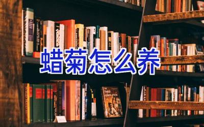 蜡菊怎么养插图