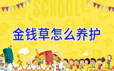 金钱草怎么养护插图