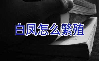 白凤怎么繁殖插图