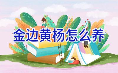 金边黄杨怎么养插图 金边黄杨怎么养插图