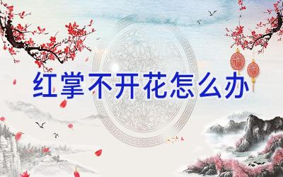 红掌不开花怎么办插图