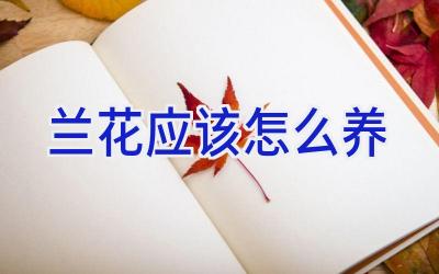 兰花应该怎么养插图 兰花应该怎么养插图