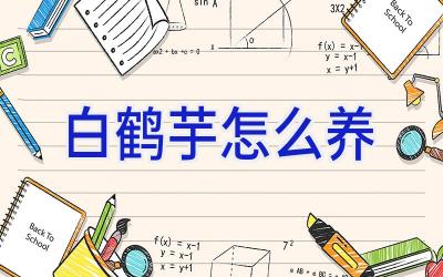 白鹤芋怎么养插图 白鹤芋怎么养插图