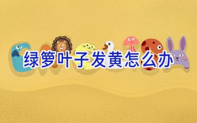 绿箩叶子发黄怎么办插图 绿箩叶子发黄怎么办插图