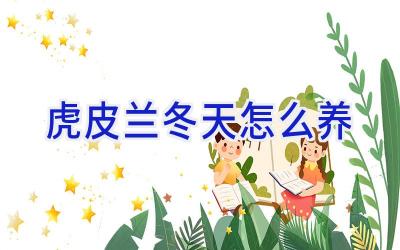 虎皮兰冬天怎么养插图