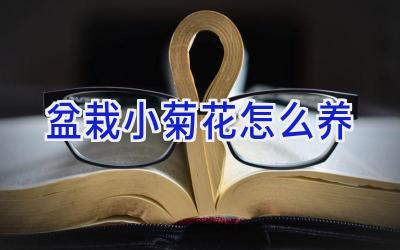 盆栽小菊花怎么养插图