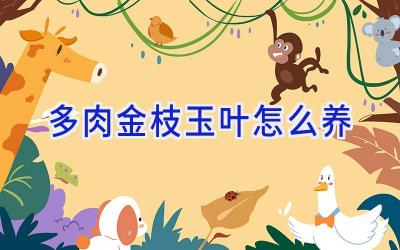 多肉金枝玉叶怎么养插图 多肉金枝玉叶怎么养插图