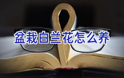 盆栽白兰花怎么养插图