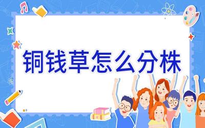 铜钱草怎么分株插图 铜钱草怎么分株插图